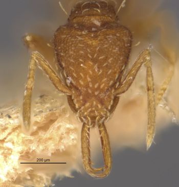 Media type: image;   Entomology 22429 Aspect: head frontal view
